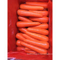 80-150g New Crop Fresh Carrot